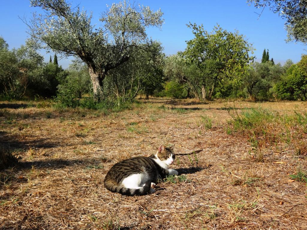 ユゼLes Olivesアパートメント エクステリア 写真